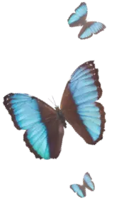 butterflyes